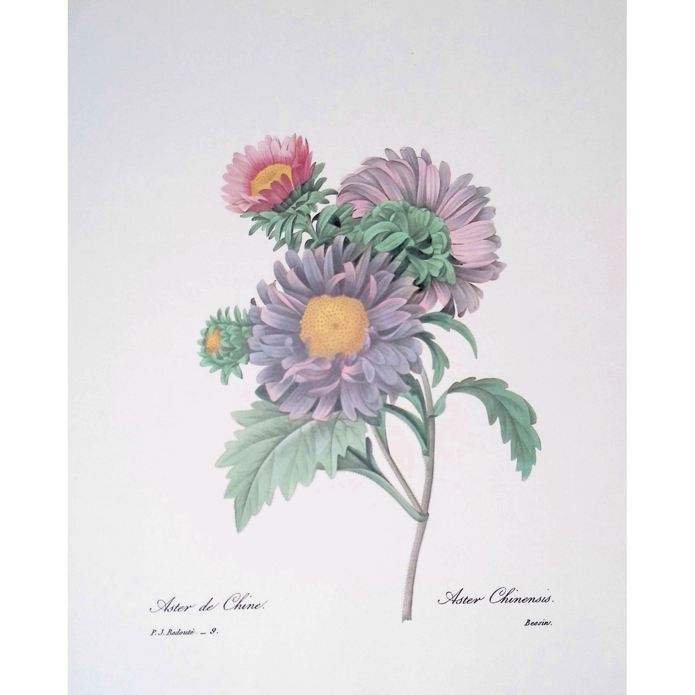 Redouté Chinese Aster Vintage Botanical Book Plate Flower Floral Wall Art